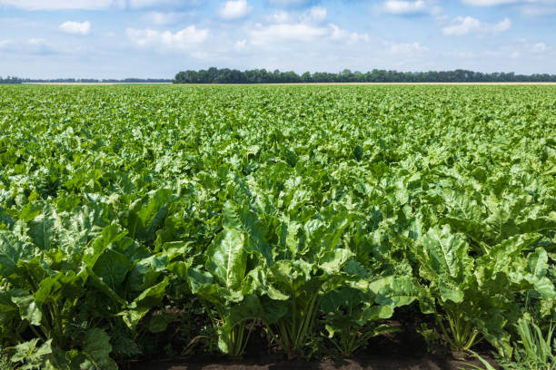 istock green field of sugar beet with blue sky background 1409096975