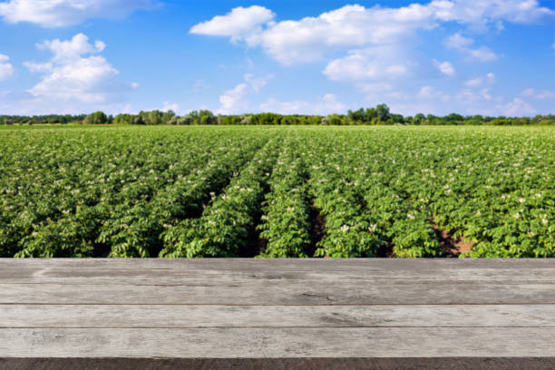 istock empty wooden table with potato field and sky for background 1409096985