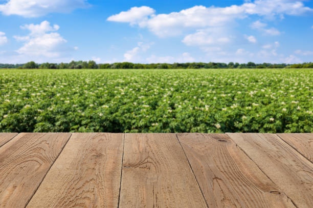 brown empty wooden table with potato field and sky on the background