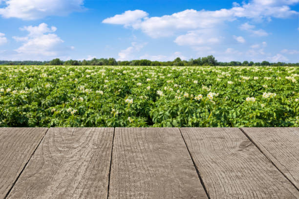 istock gray empty wooden table with potato field and sky on the background 1409097007