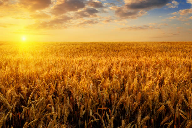 golden wheat field with dramatic cloudy sky at sunset stock photo