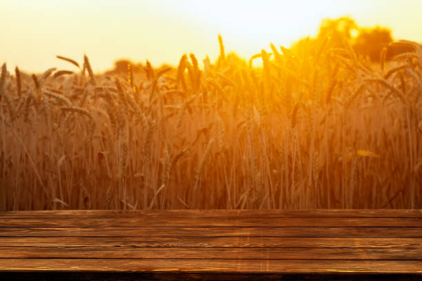 istock wooden empty table and golden ripe wheat field on sunset as background 1409097264