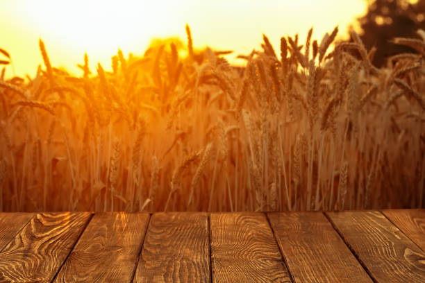 istock wooden empty table and golden ripe wheat field on sunset as background 1409097285