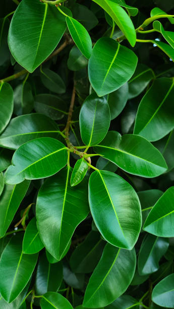 istock Background of tropical large green leaves 1409098032