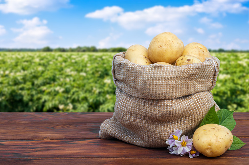 young potatoes in burlap sack and flowers on wooden table with blooming agricultural field on the background