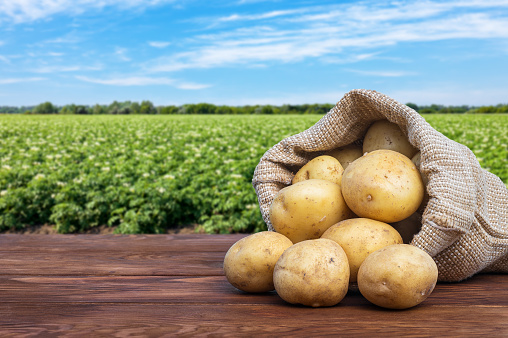 Gold potatoes in hands