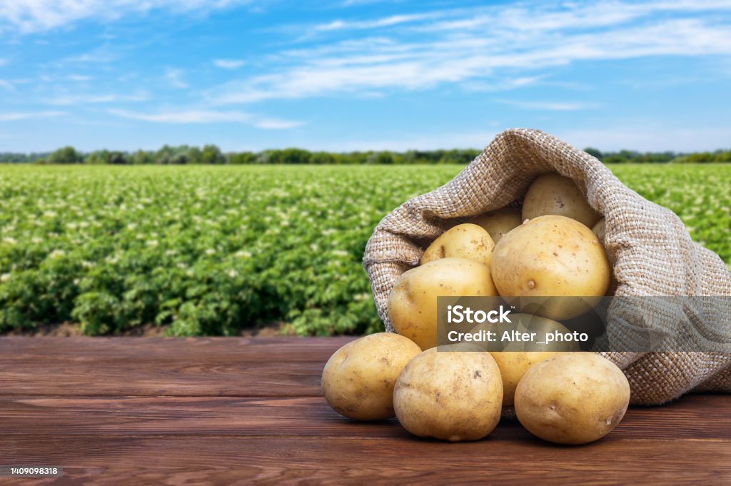 young potatoes in burlap bag on wooden table young potatoes in burlap bag on wooden table with blooming agricultural field on the background Raw Potato Stock Photo