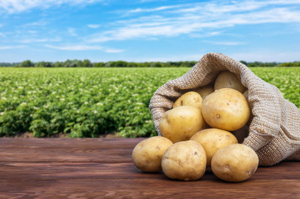 young potatoes in burlap bag on wooden table young potatoes in burlap bag on wooden table with blooming agricultural field on the background Potato stock pictures, royalty-free photos & images
