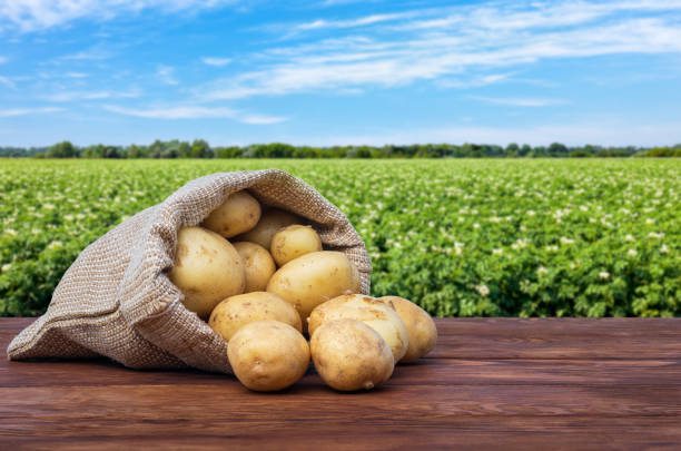young potatoes in burlap sack on wooden table stock photo