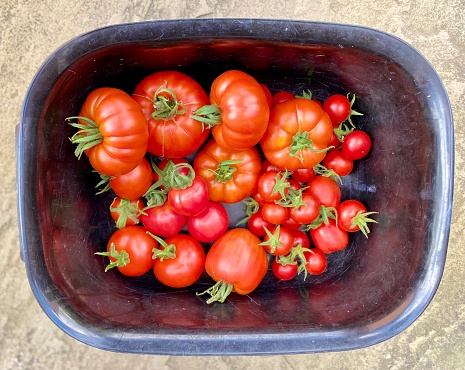 Heirloom Tomato Harvest in a bowl