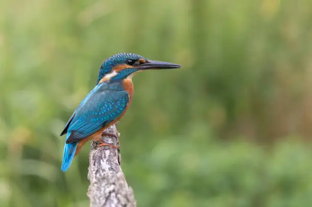 Young male common kingfisher (Alcedo atthis) perching on a branch.