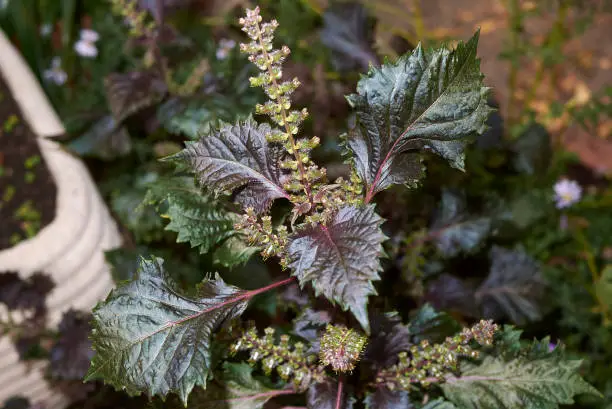 purple leaves of Perilla frutescens crispa