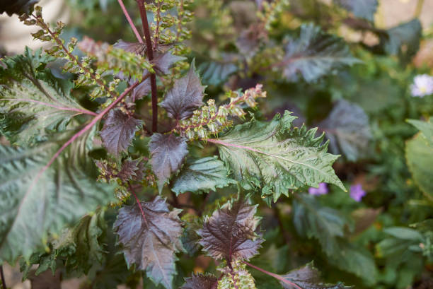 perilla frutescens crispa pflanze nahaufnahme - shiso stock-fotos und bilder