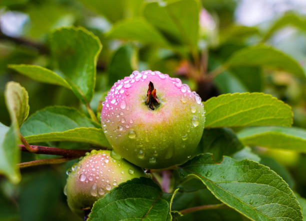 istock Wet unripe apple on a tree with green leaves in summer 1409102852