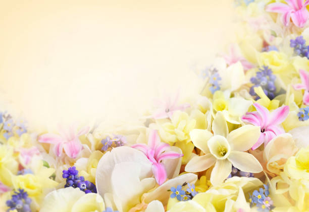 Abstract white cherry blossom background.