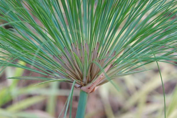 istock Close up Grass Meadow in the Park, Egyptian papyrus 1409103977