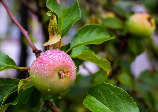 istock Wet unripe apple on a tree with green leaves in summer 1409104232