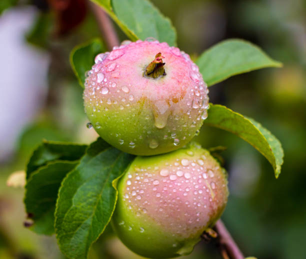 istock Wet unripe apples on a tree with green leaves in summer 1409104439
