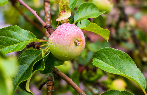 istock Wet unripe apple on a tree with green leaves in summer 1409104699