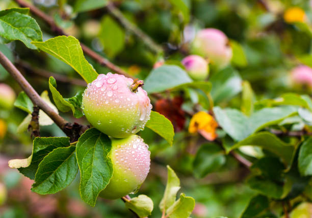 Wet unripe apples on a tree with green leaves in summer