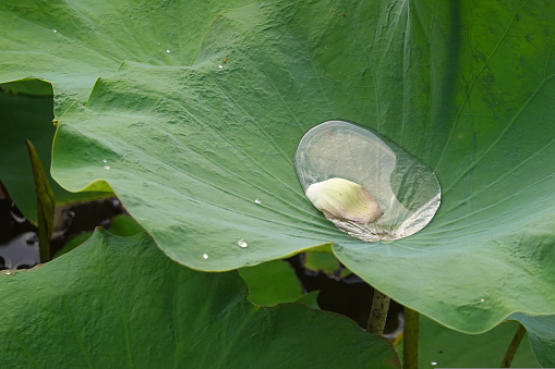 Beauty of Nature, Water drop on lotus leaf in the lake