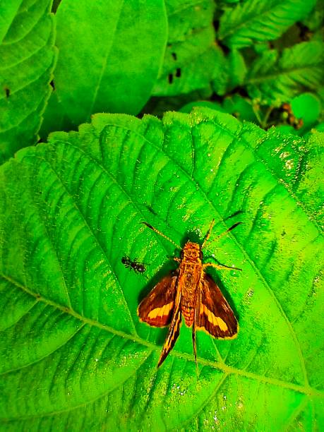 istock Potanthus omaha with a small ant 1409106144