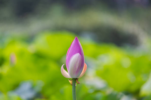 蓮の花バド - lotus pink petal closed ストックフォトと画像