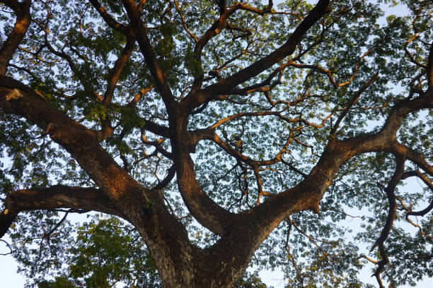 istock Big Green Tree with the background of Blue Sky 1409106896