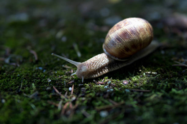 istock Snail crawls on moss in deep forest on sunny summer day 1409106900