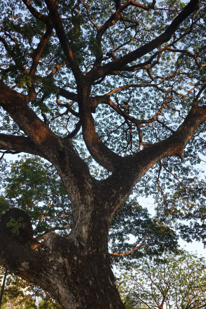 istock Big Green Tree with the background of Blue Sky 1409106933