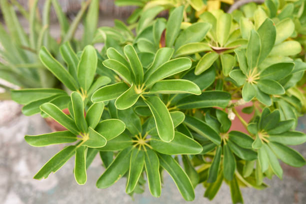 istock Schefflera actinophylla leaves close up 1409107280