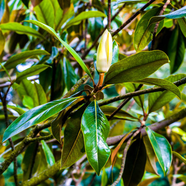 knospe von immergrüner magnolie zwischen üppigem grünem laub - evergreen magnolia stock-fotos und bilder