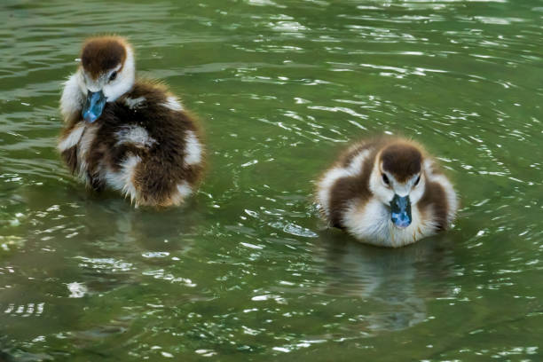 A family of baby ducklings following their mother as they swim through a local pond