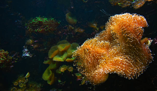 anêmona marinha - yellow anemone - fotografias e filmes do acervo