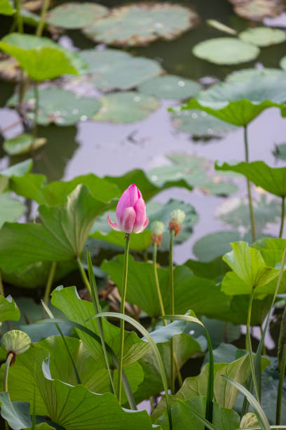 蓮の花バド - lotus pink petal closed ストックフォトと画像