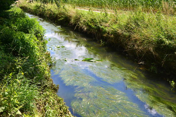 Belgian brook in Flemish Brabant. Algae floating on the surface because of the low water level and lack of rain this summer. Very poor streaming water.