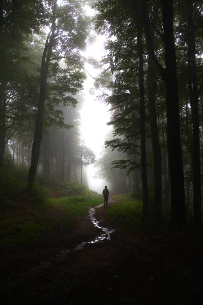 A hiker walks through the foggy forest of the Ballon d'Alsace on an August afternoon (Vosges mountains, Haut Rhin, Grand Est, France)