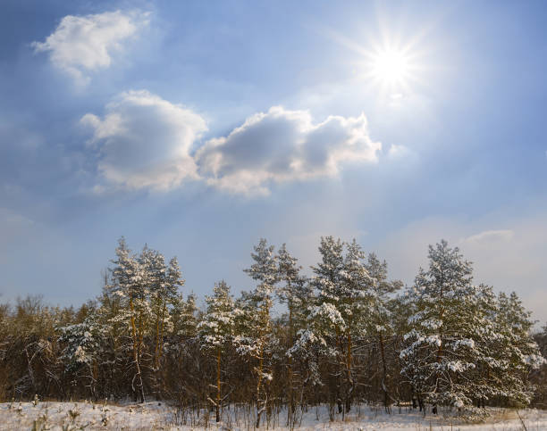 istock snowbound winter pine tree  forest at sunny day 1409112848