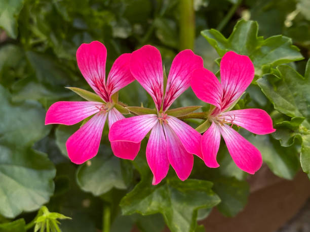 Close shot of flowering pink storkbills, geraniums, pelargoniums.