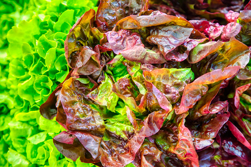 green and red lettuce at the farmer's market