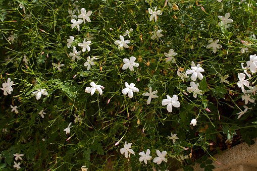 white scented flowers of Jasminum grandiflorum plant