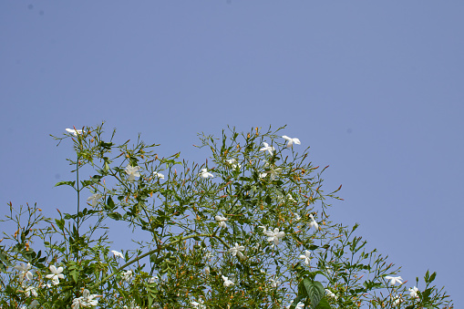 white scented flowers of Jasminum grandiflorum plant