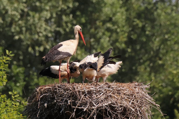 istock Cigogne blanche - European White Stork (Ciconia ciconia). 1409114521