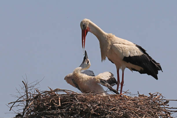 istock Cigogne blanche - European White Stork (Ciconia ciconia). 1409114527