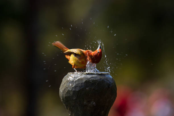 The hepatic tanager (Piranga flava) male. Happiness concept.