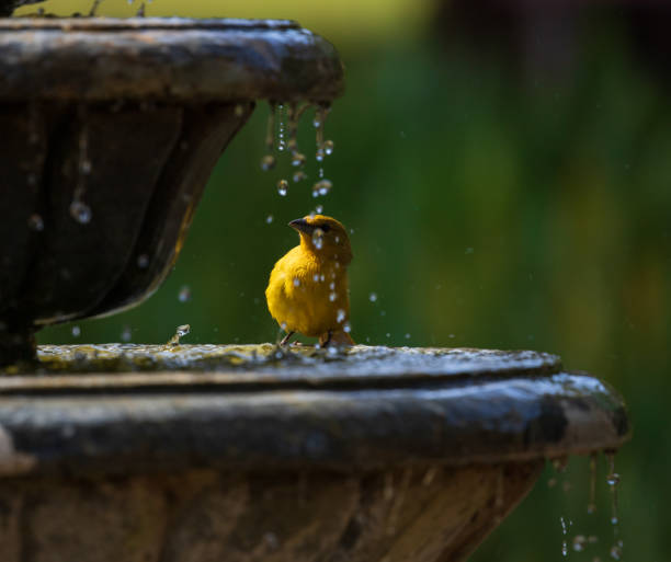 istock Orange bird bathing on a garden fountain. 1409116975