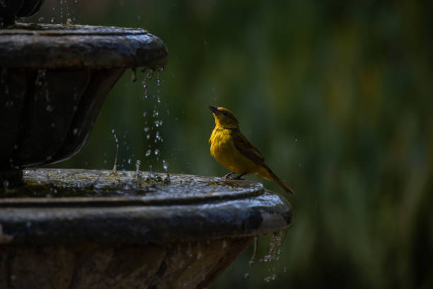 istock Orange bird bathing on a garden fountain. 1409116983