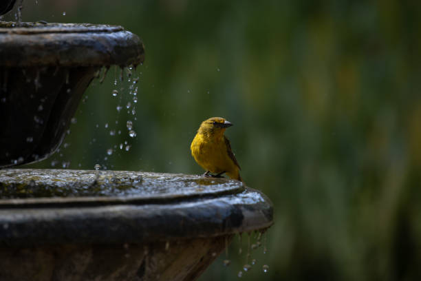 istock Orange bird bathing on a garden fountain. 1409116996