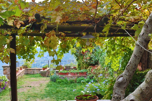 vine arbor with autumn season landscape