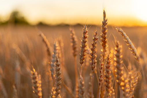 Espigas doradas de trigo en el campo. Antecedentes agrícolas photo